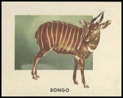 157 Bongo